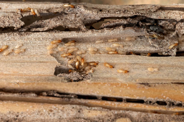 Best Bed Bug Extermination  in Ashford, AL